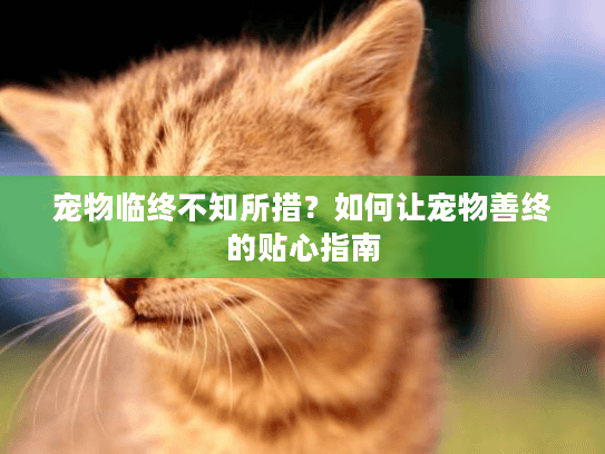 宠物临终不知所措？如何让宠物善终的贴心指南
