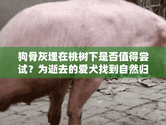 狗骨灰埋在桃树下是否值得尝试？为逝去的爱犬找到自然归宿的完整指南