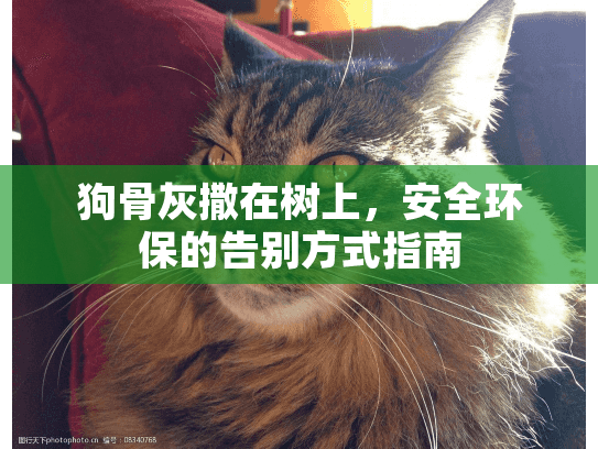 狗骨灰撒在树上，安全环保的告别方式指南