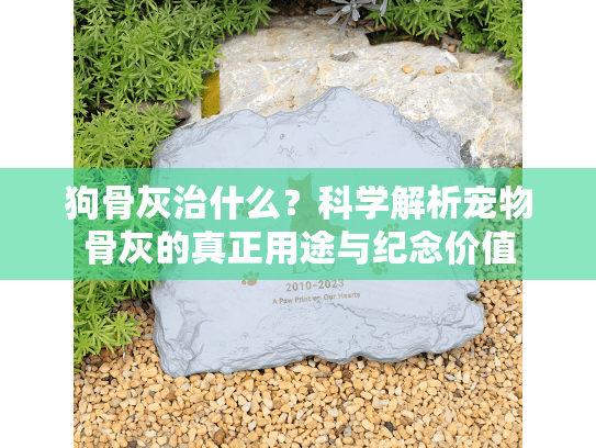 狗骨灰治什么？科学解析宠物骨灰的真正用途与纪念价值
