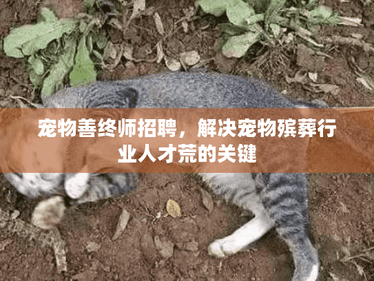 宠物善终师招聘，解决宠物殡葬行业人才荒的关键