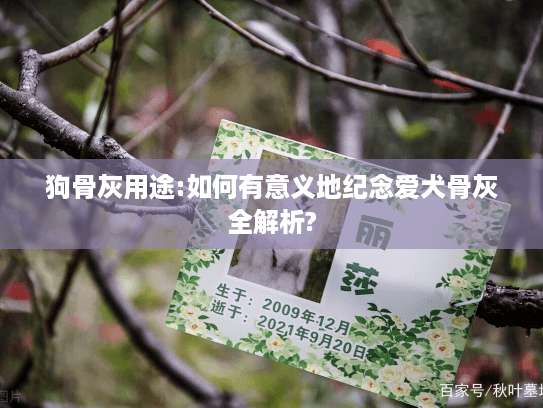 狗骨灰用途:如何有意义地纪念爱犬骨灰全解析?