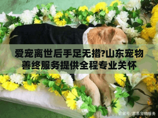 爱宠离世后手足无措?山东宠物善终服务提供全程专业关怀