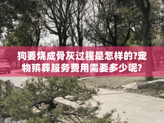 狗要烧成骨灰过程是怎样的?宠物殡葬服务费用需要多少呢?