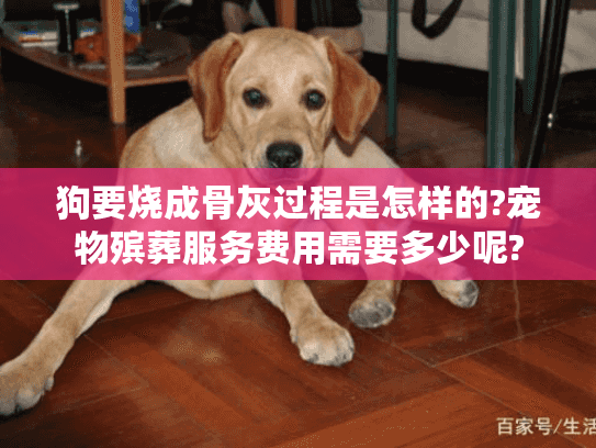 狗要烧成骨灰过程是怎样的?宠物殡葬服务费用需要多少呢?
