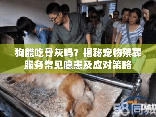 狗能吃骨灰吗？揭秘宠物殡葬服务常见隐患及应对策略