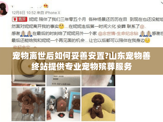 宠物离世后如何妥善安置?山东宠物善终站提供专业宠物殡葬服务