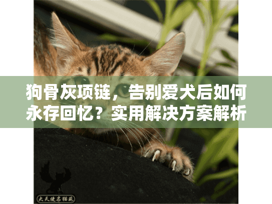 狗骨灰项链，告别爱犬后如何永存回忆？实用解决方案解析