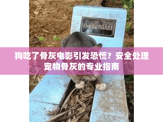 狗吃了骨灰电影引发恐慌？安全处理宠物骨灰的专业指南