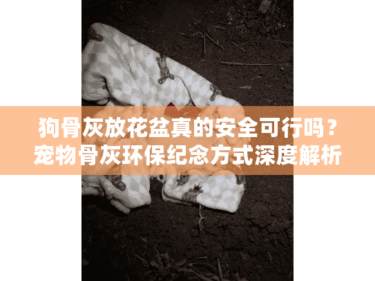狗骨灰放花盆真的安全可行吗？宠物骨灰环保纪念方式深度解析