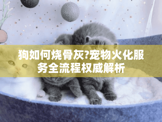 狗如何烧骨灰?宠物火化服务全流程权威解析
