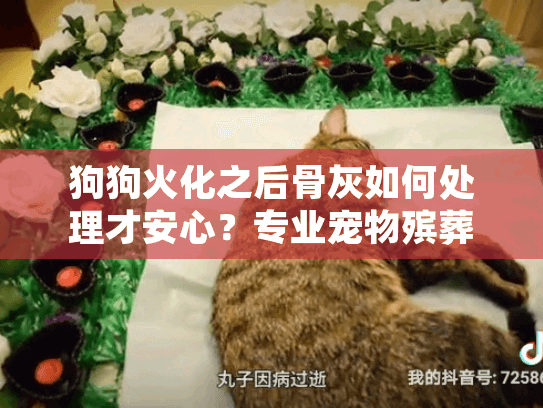 狗狗火化之后骨灰如何处理才安心？专业宠物殡葬服务指南