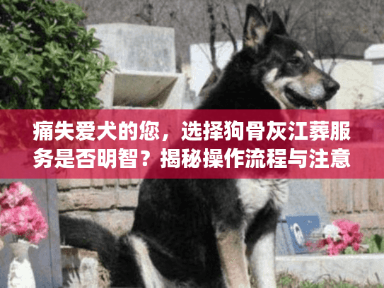 痛失爱犬的您，选择狗骨灰江葬服务是否明智？揭秘操作流程与注意事项
