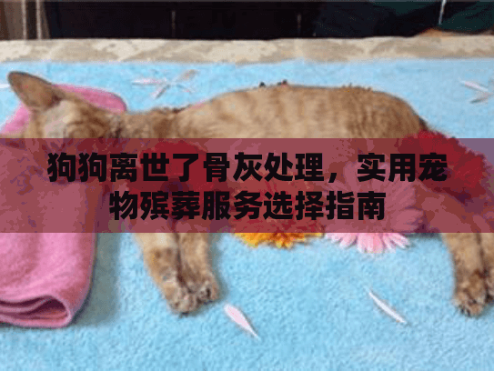 狗狗离世了骨灰处理，实用宠物殡葬服务选择指南