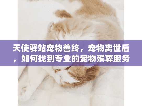 天使驿站宠物善终，宠物离世后，如何找到专业的宠物殡葬服务？