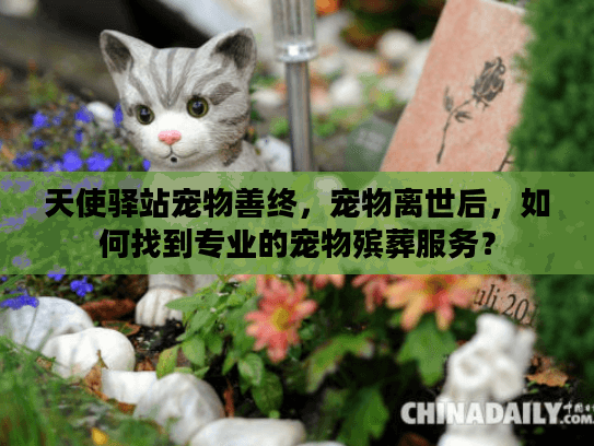 天使驿站宠物善终，宠物离世后，如何找到专业的宠物殡葬服务？