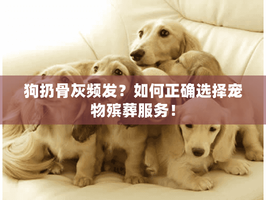 狗扔骨灰频发？如何正确选择宠物殡葬服务！