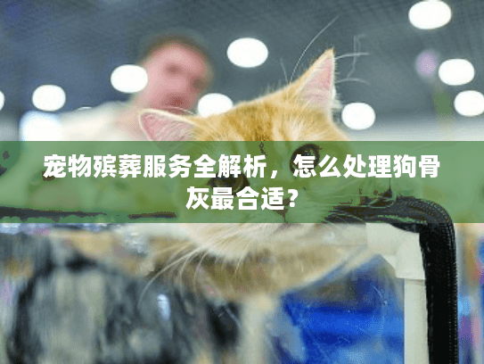 宠物殡葬服务全解析，怎么处理狗骨灰最合适？