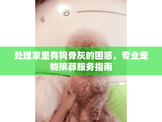 处理家里有狗骨灰的困惑，专业宠物殡葬服务指南