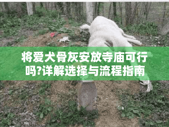 将爱犬骨灰安放寺庙可行吗?详解选择与流程指南