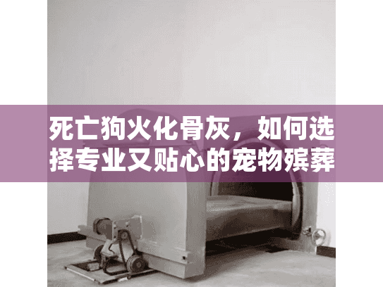 死亡狗火化骨灰，如何选择专业又贴心的宠物殡葬服务？