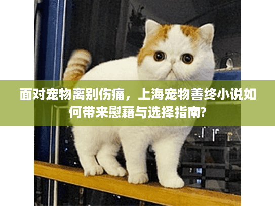 面对宠物离别伤痛，上海宠物善终小说如何带来慰藉与选择指南?