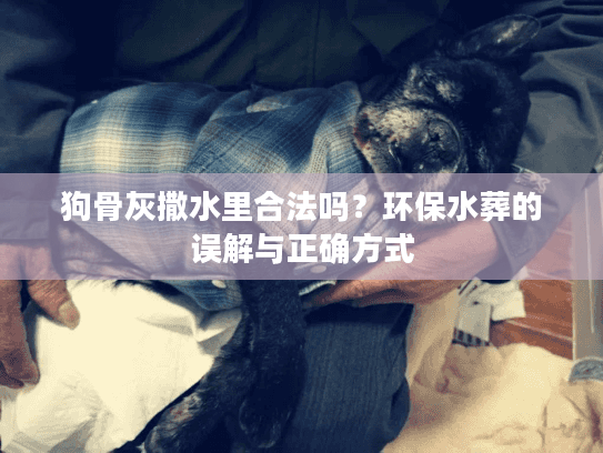 狗骨灰撒水里合法吗？环保水葬的误解与正确方式