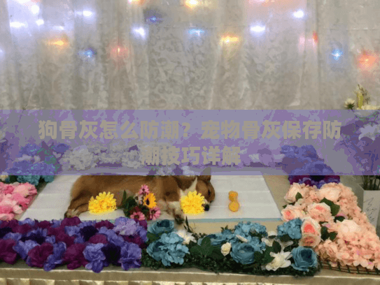 狗骨灰怎么防潮？宠物骨灰保存防潮技巧详解
