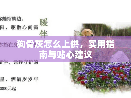 狗骨灰怎么上供，实用指南与贴心建议