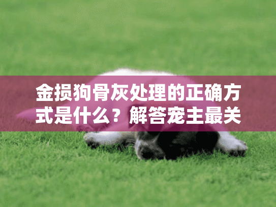 金损狗骨灰处理的正确方式是什么？解答宠主最关心的殡葬疑问
