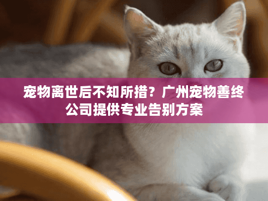 宠物离世后不知所措？广州宠物善终公司提供专业告别方案