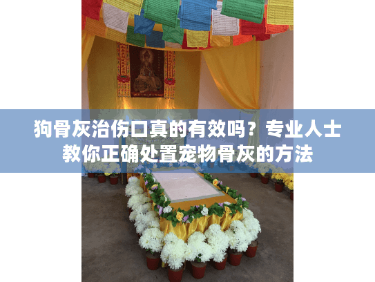 狗骨灰治伤口真的有效吗？专业人士教你正确处置宠物骨灰的方法