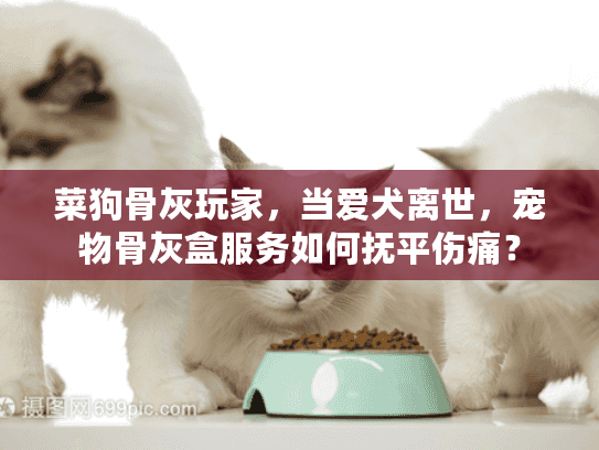 菜狗骨灰玩家，当爱犬离世，宠物骨灰盒服务如何抚平伤痛？