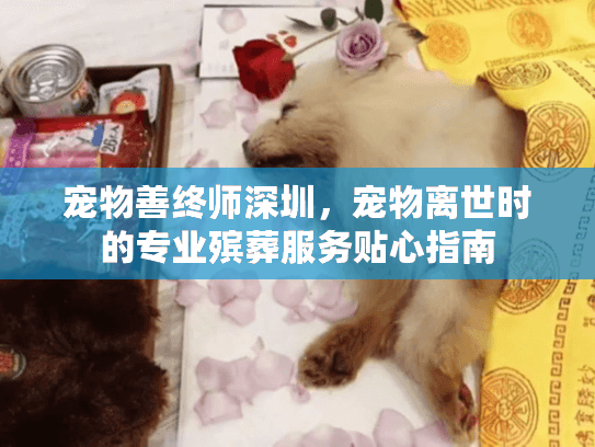 宠物善终师深圳，宠物离世时的专业殡葬服务贴心指南