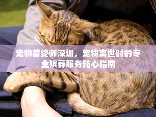 宠物善终师深圳，宠物离世时的专业殡葬服务贴心指南
