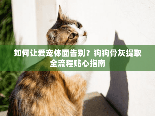 如何让爱宠体面告别？狗狗骨灰提取全流程贴心指南