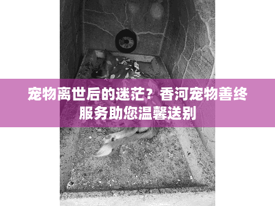 宠物离世后的迷茫？香河宠物善终服务助您温馨送别