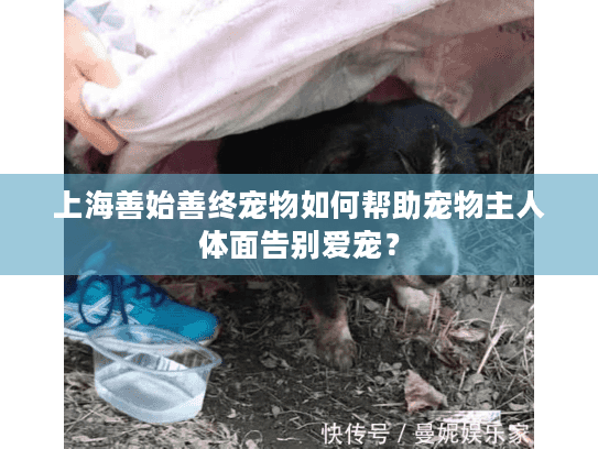 上海善始善终宠物如何帮助宠物主人体面告别爱宠？