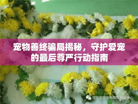 宠物善终骗局揭秘，守护爱宠的最后尊严行动指南