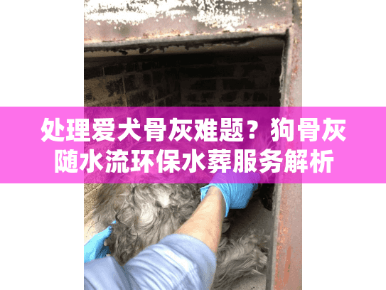 处理爱犬骨灰难题？狗骨灰随水流环保水葬服务解析