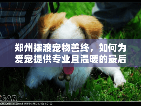 郑州摆渡宠物善终，如何为爱宠提供专业且温暖的最后旅程？