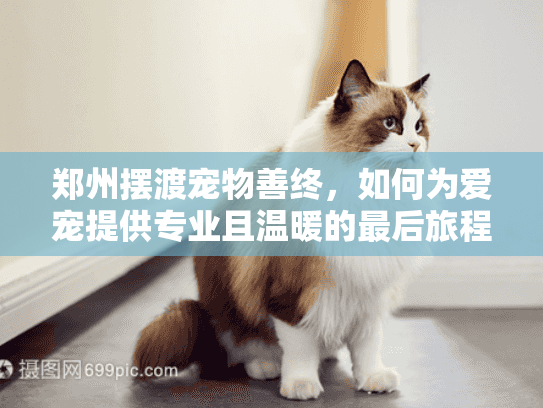 郑州摆渡宠物善终，如何为爱宠提供专业且温暖的最后旅程？