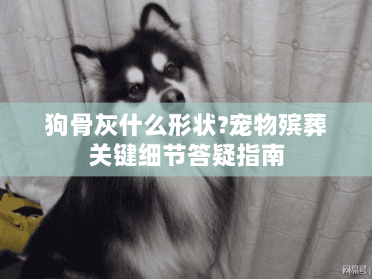 狗骨灰什么形状?宠物殡葬关键细节答疑指南