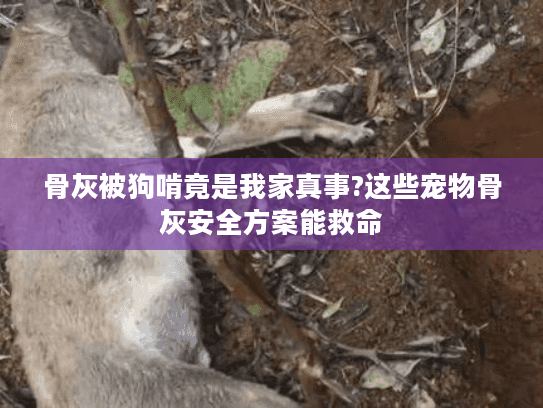 骨灰被狗啃竟是我家真事?这些宠物骨灰安全方案能救命