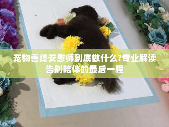 宠物善终安慰师到底做什么?专业解读告别陪伴的最后一程