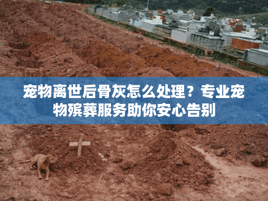 宠物离世后骨灰怎么处理？专业宠物殡葬服务助你安心告别