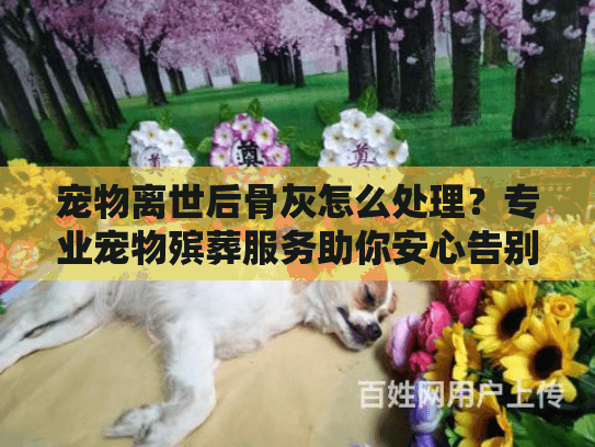 宠物离世后骨灰怎么处理？专业宠物殡葬服务助你安心告别