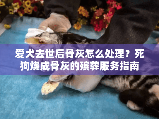 爱犬去世后骨灰怎么处理？死狗烧成骨灰的殡葬服务指南