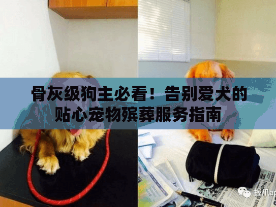 骨灰级狗主必看！告别爱犬的贴心宠物殡葬服务指南