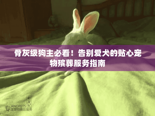 骨灰级狗主必看！告别爱犬的贴心宠物殡葬服务指南